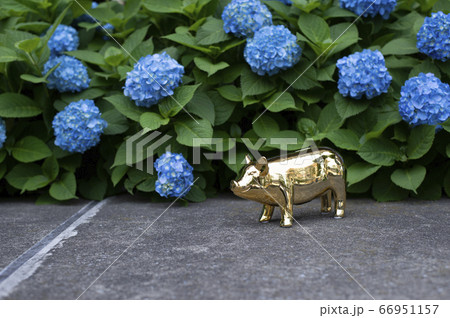 金色の豚と紫陽花 66951157
