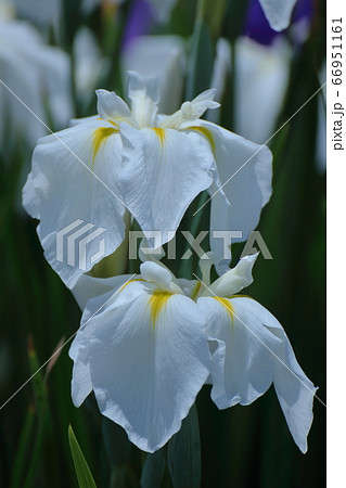 凛として優雅に咲く 66951161