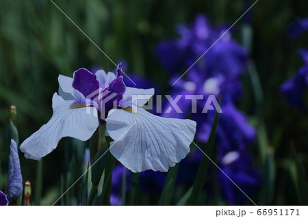 凛として優雅に咲く 66951171