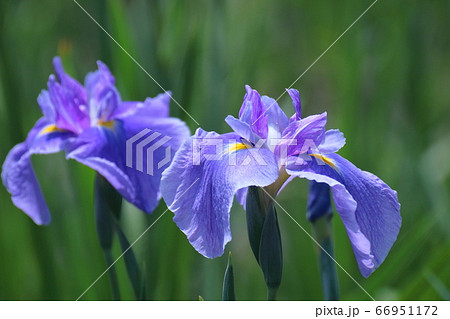 凛として優雅に咲く 66951172