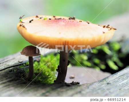 キノコの下にキノコ 66951214
