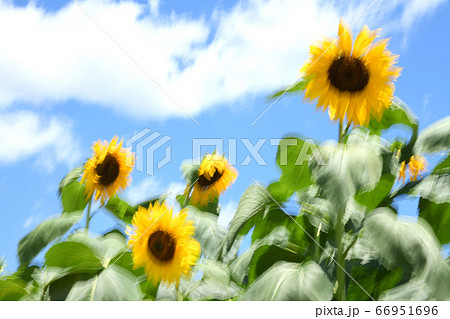 ひまわりのイメージ ひまわりのイメージ 66951696