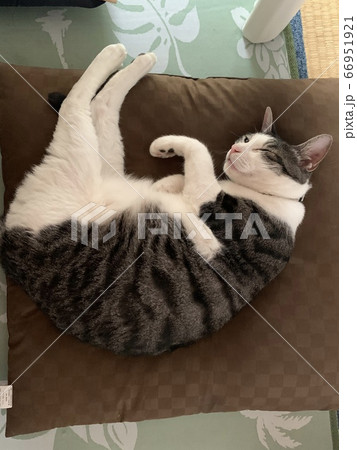 猫と座布団 66951921