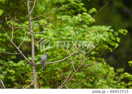 Large cuckooshrike or Indian cuckooshrike or Coracina macei perched on a tree with natural green background at kanha national park or tiger reserve madhya pradesh india Large cuckooshrike or Indian cuckooshrike or Coracina macei perched on a tree with natural green background at kanha national park or tiger reserve madhya pradesh india 66952515