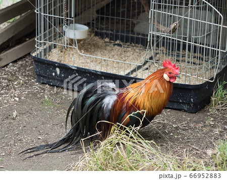 チャボ 66952883