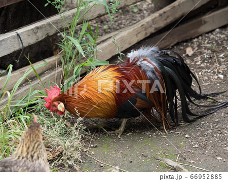 チャボ 66952885