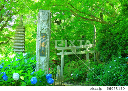浄慶寺の紫陽花 浄慶寺の紫陽花 66953150