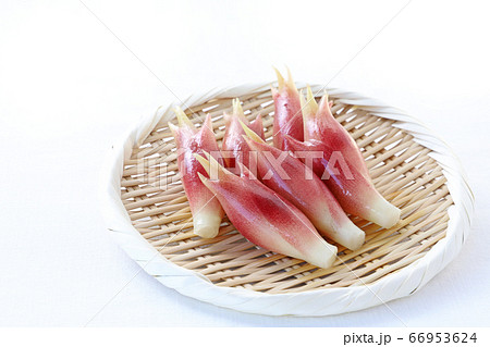 みょうが 66953624