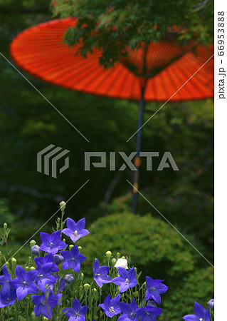 桔梗 66953888