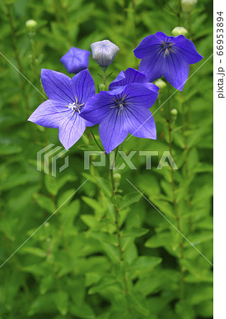 桔梗 桔梗 66953894
