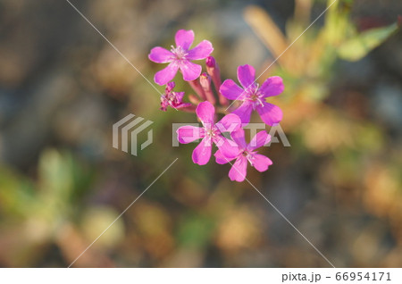 野の花 66954171