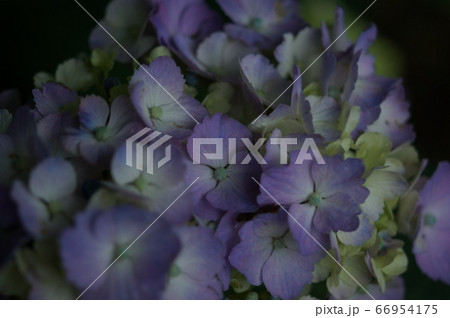 紫陽花 紫陽花 66954175