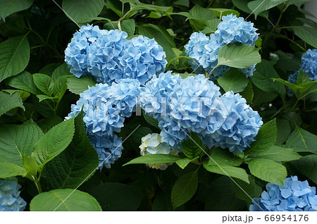 紫陽花 紫陽花 66954176