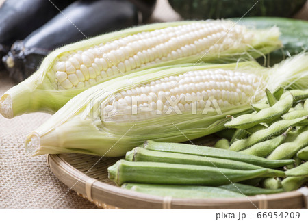 夏野菜　白いトウモロコシ　枝豆とオクラとトウモロコシ　ピュアホワイト　 66954209