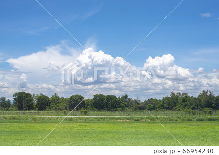 Green fresh lawn and tree with and blue sky. 66954230