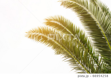 Sun over green palm leaves. Tropical Background. 66954258