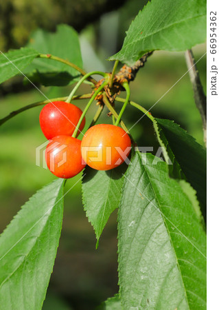 サクランボ狩り　佐藤錦 66954362