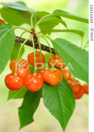 サクランボ狩り　佐藤錦 66954365