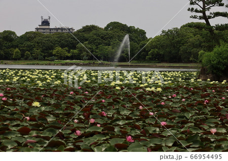 長居植物公園 66954495