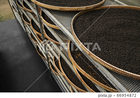 Black and brown, red peppercorns drying in drying room or box on plates of reed on black pepper plantation. Drying of red and black peppercorns. Agriculture. Spices. 66954872