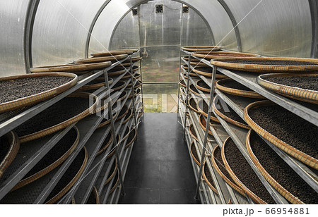 Black and brown, red peppercorns drying in drying room or box on plates of reed on black pepper plantation. Drying of red and black peppercorns. Agriculture. Spices. Black and brown, red peppercorns drying in drying room or box on plates of reed on black pepper plantation. Drying of red and black peppercorns. Agriculture. Spices. 66954881