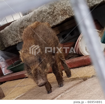 うり坊　猪　亥　イノシシの子供 66954891