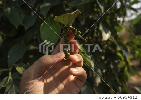 Hand of the farmer holding a raw green pepper which growing on a trees. Black pepper plants growing on plantation in Asia. Ripe green peppers on a trees. Agriculture in tropical countries. 66954912