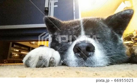 秋田犬 虎毛 秋田犬 虎毛 66955025