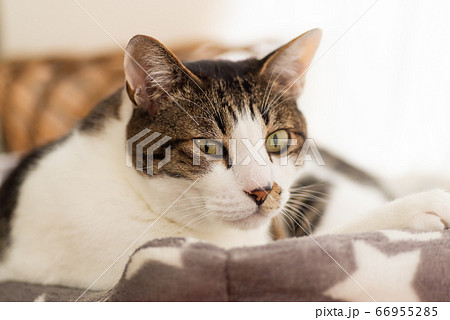 眠そうな猫 キジトラ猫の写真素材