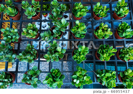 Small decorative flower pots with succulents. View Small decorative flower pots with succulents. View 66955437