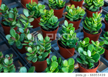 Small decorative flower pots with succulents. View 66955439