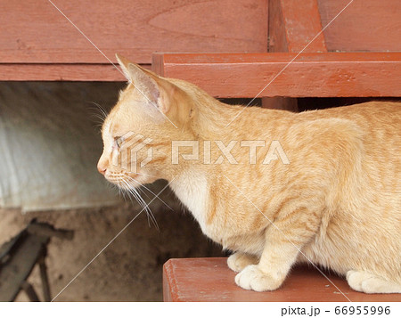 Portrait of brown cat 66955996