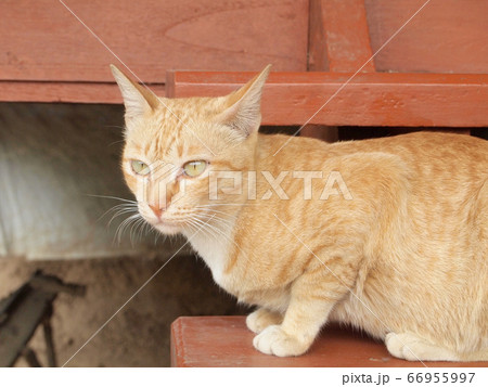 Portrait of brown cat Portrait of brown cat 66955997