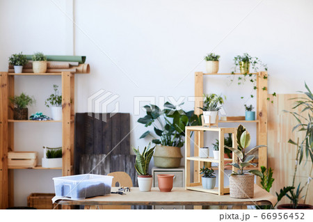 Houseplants Background 66956452