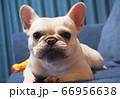フレブル 66956638