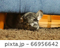 ひょっこり 66956642
