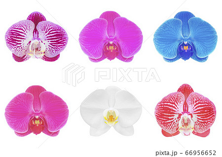 Collection of orchid isolated on white background Collection of orchid isolated on white background 66956652