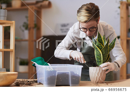 Modern Young Woman Potting Snake Plant Modern Young Woman Potting Snake Plant 66956675