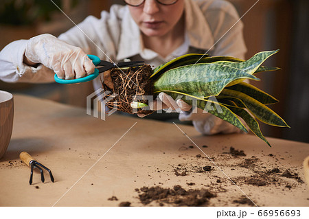 Woman Caring for Houseplants 66956693