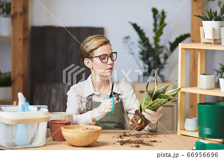 Young Woman Caring for Houseplants Indoors 66956696
