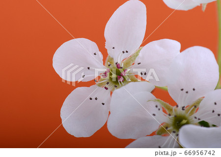 Spring Cherry blossoms, white flowers on orange 66956742