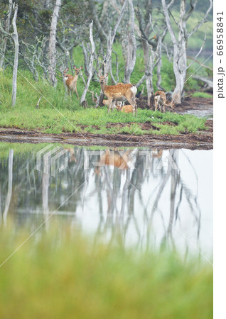 水辺で出会ったエゾシカの群れ（北海道） 66958841