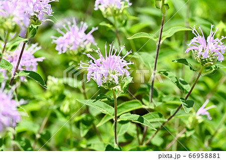 ベルガモット 66958881