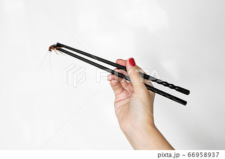Holds a cockroach with Chinese chopsticks. Insects Holds a cockroach with Chinese chopsticks. Insects 66958937