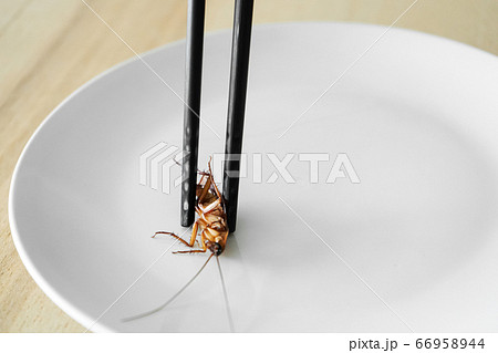 Holds a cockroach with Chinese chopsticks. Insects 66958944