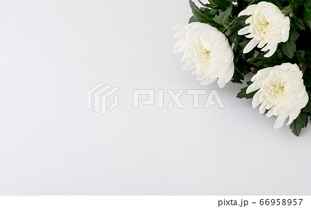 白菊と白い背景 66958957