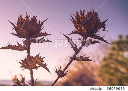 Mediterranean nature. Plant with thorns Mediterranean nature. Plant with thorns 66959056