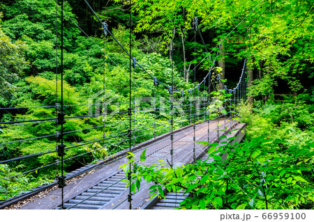 新緑の富川渓谷　森の吊橋　万年の森　【長崎県諫早市】 66959100