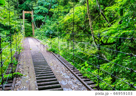 新緑の富川渓谷　森の吊橋　万年の森　【長崎県諫早市】 66959103