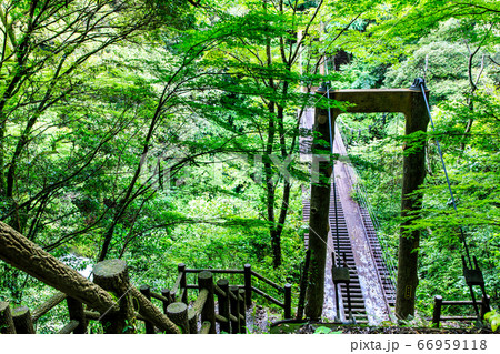 新緑の富川渓谷　森の吊橋　万年の森　【長崎県諫早市】 66959118